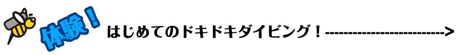 どきどきの体験ダイビング