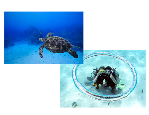 亀とも泳げるダイビング